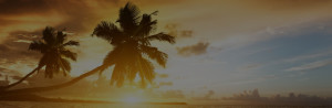 Background palm tree leaning over sunset